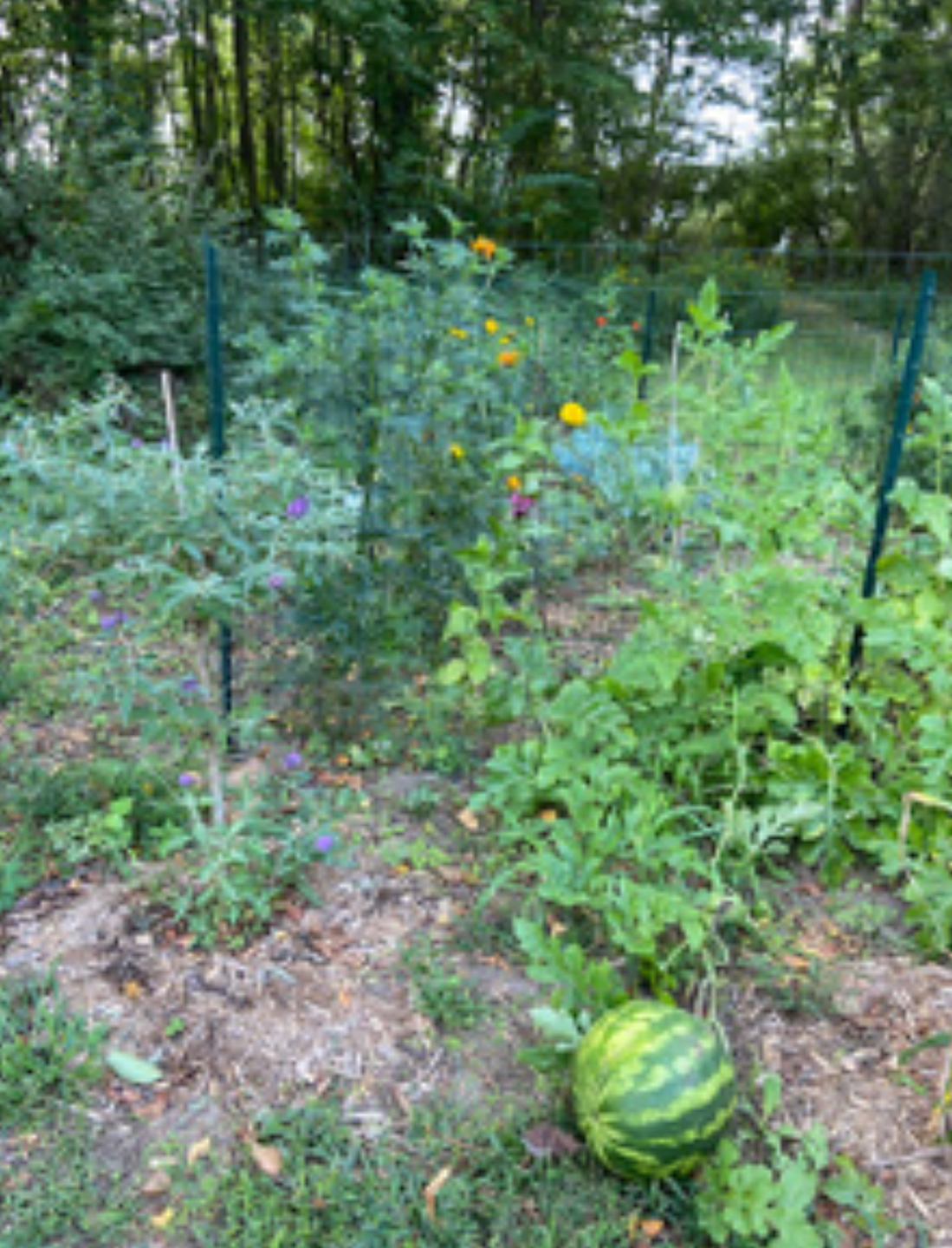 Marigolds, Butterfly Bush, lettuce, cucumber vine, collards, watermelon and cantaloupe vines. Photo credit: Rebecca Sive