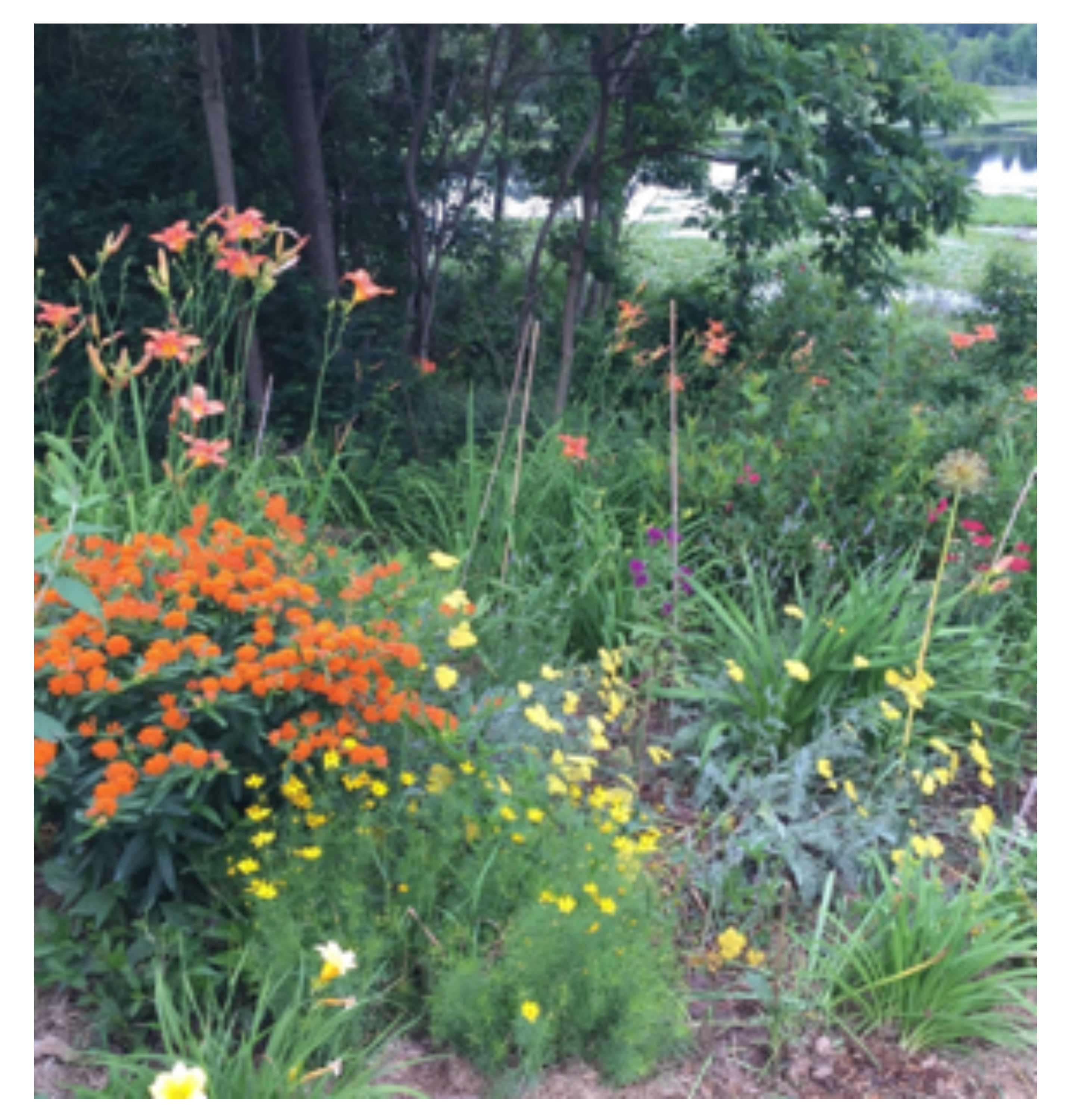 (Roadside) Tiger lilies, butterfly weed, tickweed, yellow lily, yellow yarrow, purple and red monarda, seed head of an allium. Photo credit; Rebecca Sive