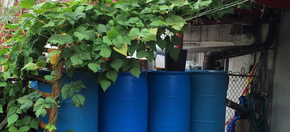 Rain collection barrels and beans growing overhead at Saliani's home in Brooklyn, NY. 