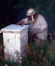 Dawn Tending her Bees, spring 2015. Photograph by Kellie Buckley.