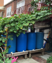 Rain collection barrels and beans growing overhead at Saliani's home in Brooklyn, NY. 